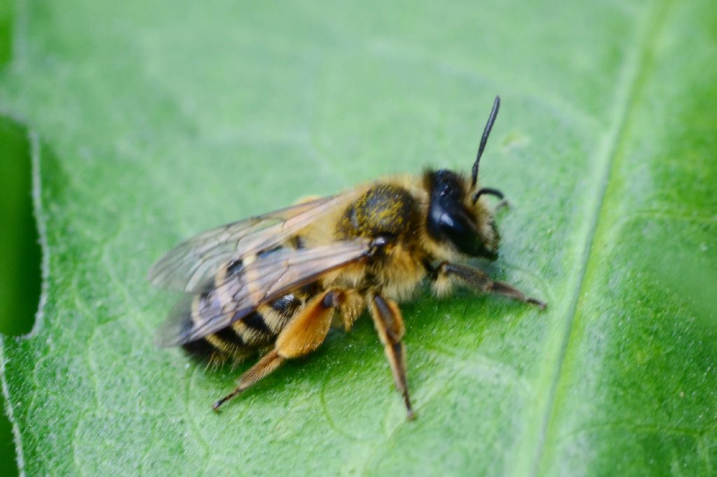 Cómo deshacerse de las abejas terrestres